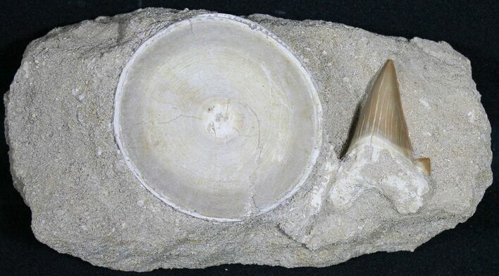 Large Otodus Shark Vertebra & Tooth Associated #31472